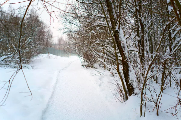 Forêt Hiver Dans Neige Chemin Pour Une Promenade — Photo