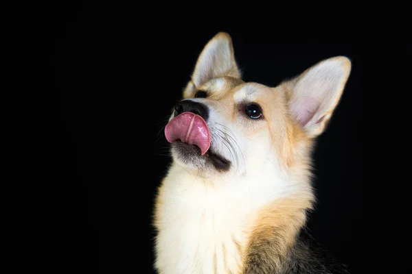 Cão Pastor Retrato Detalhado Fundo Preto Cão Bonito Marrom Branco — Fotografia de Stock