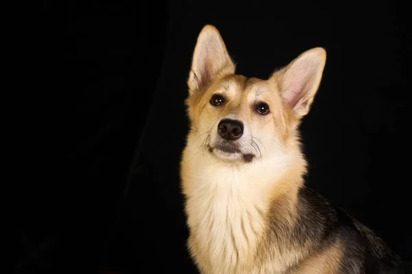 Herde Hund Detaljerat Porträtt Svart Bakgrund Söt Hund Brun Vit — Stockfoto