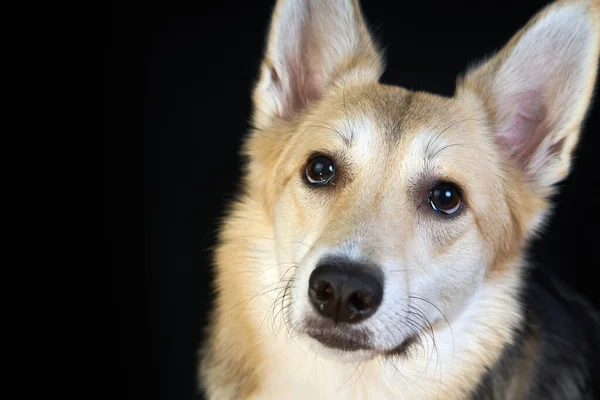 羊飼い犬黒の背景の詳細な肖像画 かわいい犬茶色 — ストック写真