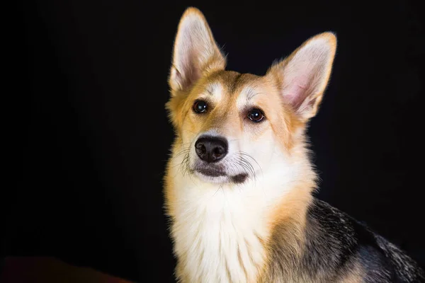 Herde Hund Detaljerat Porträtt Svart Bakgrund Söt Hund Brun Vit — Stockfoto