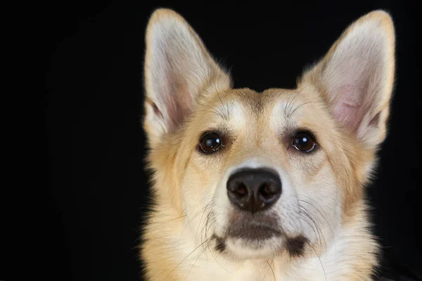 Cão Pastor Retrato Detalhado Fundo Preto Cão Bonito Marrom Branco — Fotografia de Stock