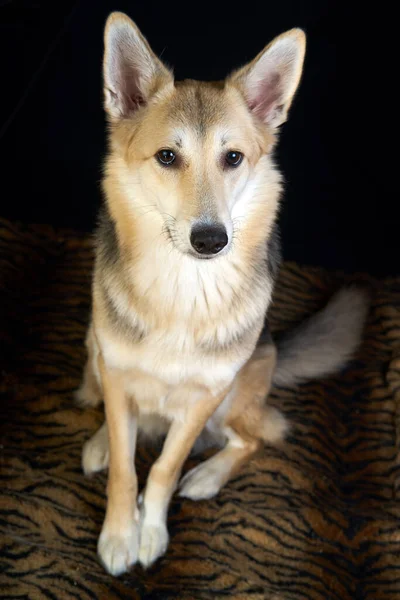 Herde Hund Detaljerat Porträtt Svart Bakgrund Söt Hund Brun Vit — Stockfoto