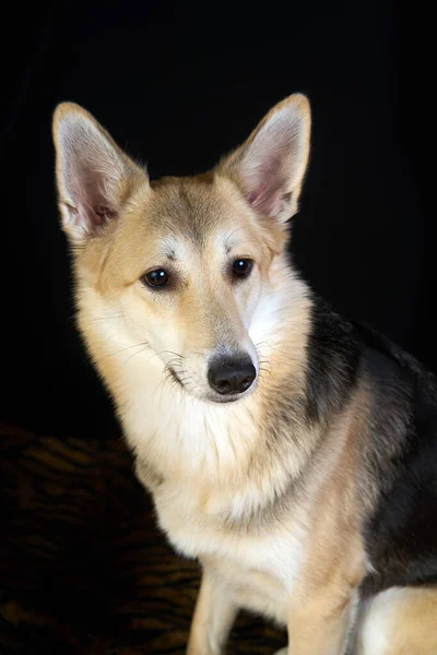 Herde Hund Detaljerat Porträtt Svart Bakgrund Söt Hund Brun Vit — Stockfoto