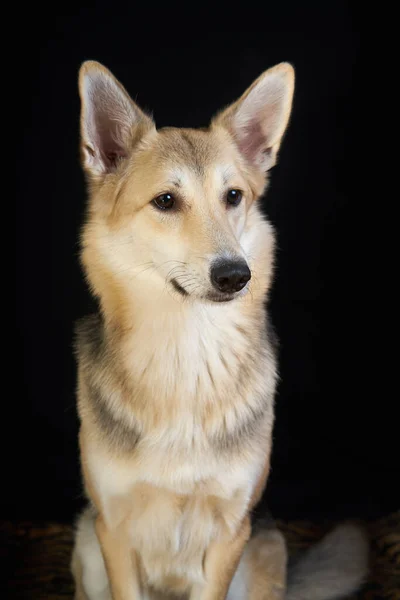Shepherd Dog Szczegółowy Portret Czarnym Tle Ładny Pies Brązowo Biały — Zdjęcie stockowe