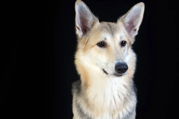 Cão Pastor Retrato Detalhado Fundo Preto Cão Bonito Marrom Branco — Fotografia de Stock