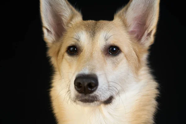 Çoban Köpeği Siyah Arka Planda Detaylı Bir Portre Sevimli Kahverengi — Stok fotoğraf