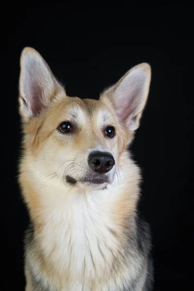 Pastor Perro Detallado Retrato Sobre Fondo Negro Lindo Perro Marrón — Foto de Stock