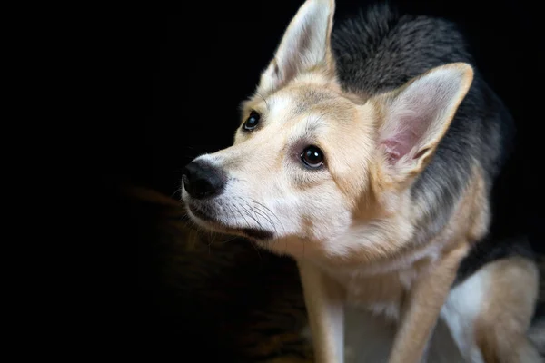 Shepherd Dog Looking Interestedly Cautiously — Stock Photo, Image