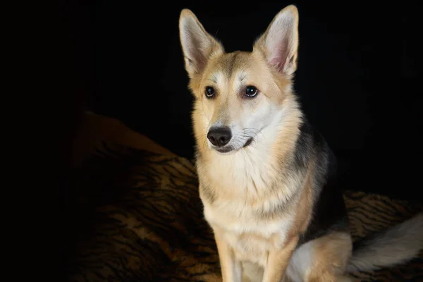 羊飼いの犬黒の背景に詳細な肖像画 かわいい犬茶色の白 上を見ると — ストック写真