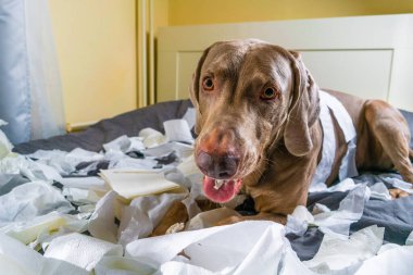 Köpek Weimaraner yatakta oyun oynuyor. Kağıdı yırttı. yaramaz ama eğlenceli bir köpek portresi. Oyuncu bir köpek efendinin tuvalet kağıdını yırttı..