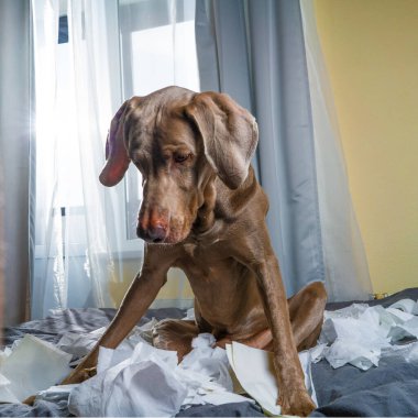 Köpek Weimaraner gazeteyi yırttı. Aşağıya bakıyor