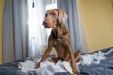 Weimaraner köpeği oynak bir köpek efendinin tuvalet kağıdını yırttı. Oyuncu bir köpek efendinin tuvalet kağıdını yırttı..