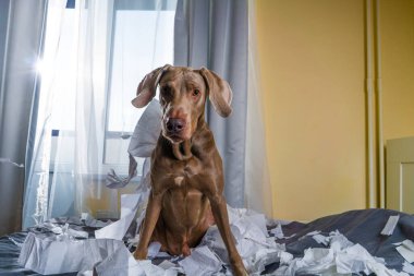 Köpek Weimaraner yatakta oyun oynuyor. Kağıdı yırttı. yaramaz ama oynak köpek portresi.