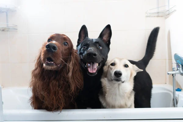 Cães Felizes Banheiro Esperando Para Ser Lavado — Fotografia de Stock