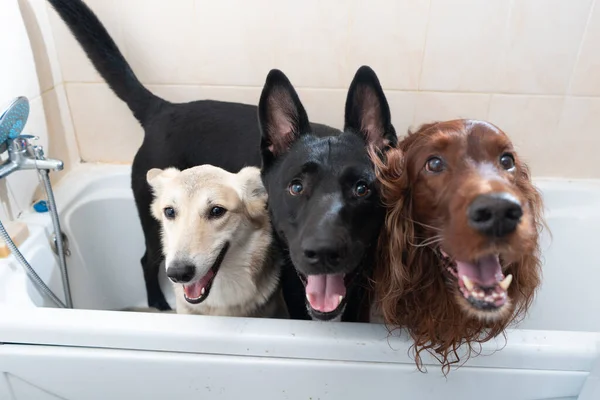 Cães Felizes Banheiro Esperando Para Ser Lavado — Fotografia de Stock