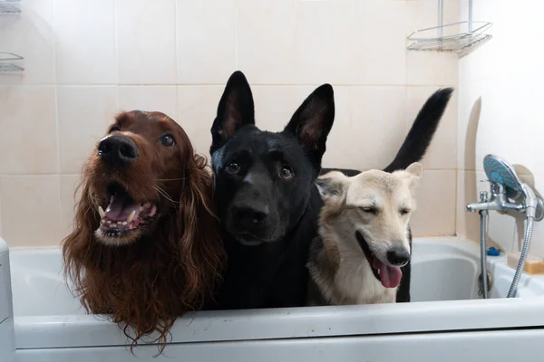 Três Cães Diferentes Banheiro — Fotografia de Stock