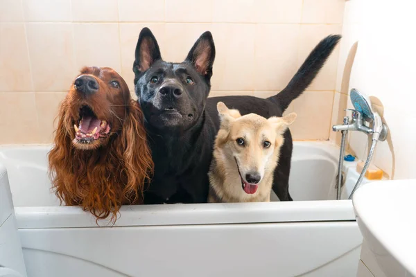 Três Cães Diferentes Banheiro Feliz Esperando Por Chuveiro — Fotografia de Stock