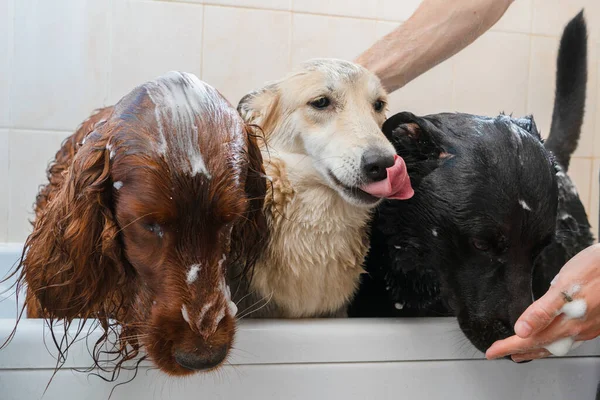 Três Cães Diferentes Banheiro São Molhados Lavados Espuma — Fotografia de Stock