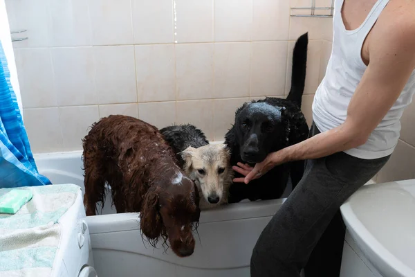 Cães Banheiro Estão Molhados Lavar Banheira Cara Lava Cão Com — Fotografia de Stock