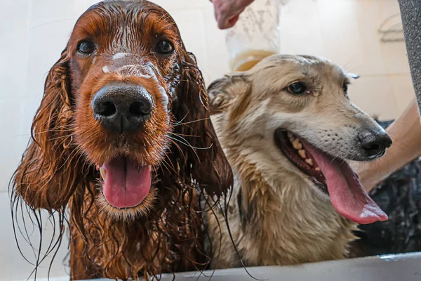 Cães Felizes Banheiro Lavar Molhado — Fotografia de Stock