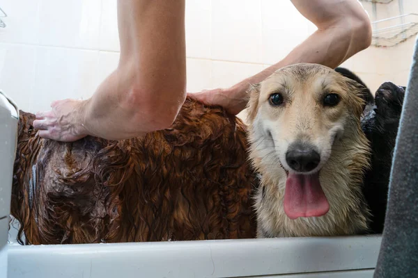 Cães Felizes Banheiro Lavar Molhado — Fotografia de Stock