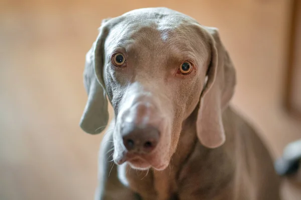 Портрет Собаки Веймаранера Дома — стоковое фото