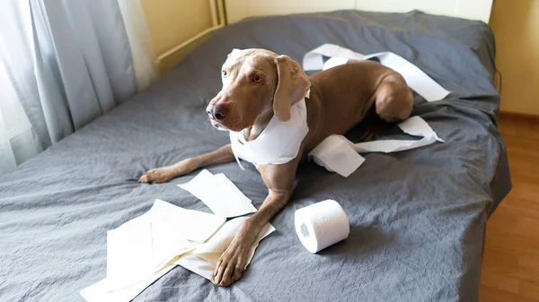 Weimaraner Playful Dog Bed Playing Paper — Stock Photo, Image