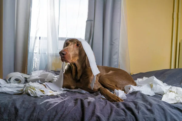 Köpek Weimaraner yatakta oyun oynuyor. Kağıdı yırttı. yaramaz ama oynak köpek portresi.
