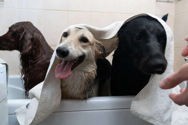 Lave Cães Cães Com Uma Toalha Seca — Fotografia de Stock