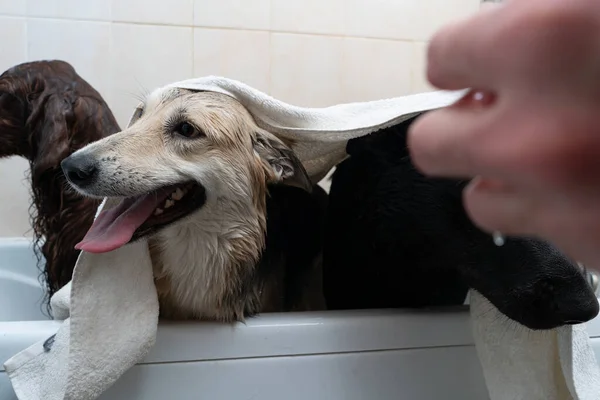 Hunde Waschen Hunde Mit Einem Trockenen Handtuch — Stockfoto