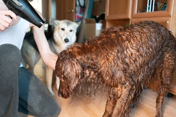 Mengeringkan Anjing Dengan Pengering Rambut Setelah Mencuci — Stok Foto