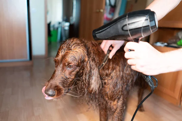 Secagem Cão Com Secador Cabelo Após Lavagem — Fotografia de Stock