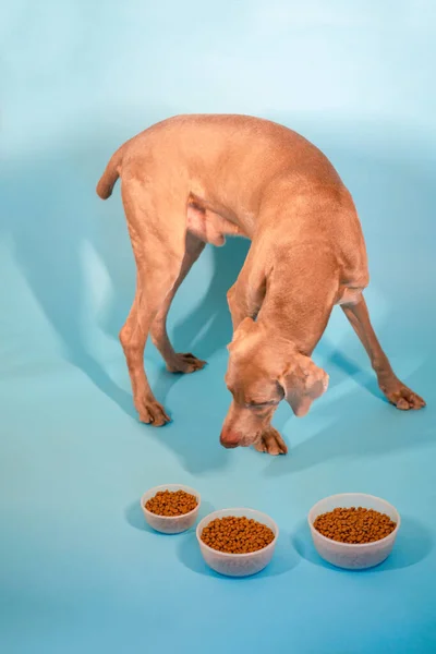 Perro Weimaraner Con Tazones Comida Varios Tazones Diferentes Tamaños Diferentes — Foto de Stock