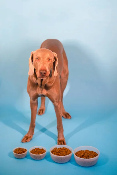 Собака Weimaraner Мисками Їжі Декількома Мисками Різного Розміру Різною Кількістю — стокове фото