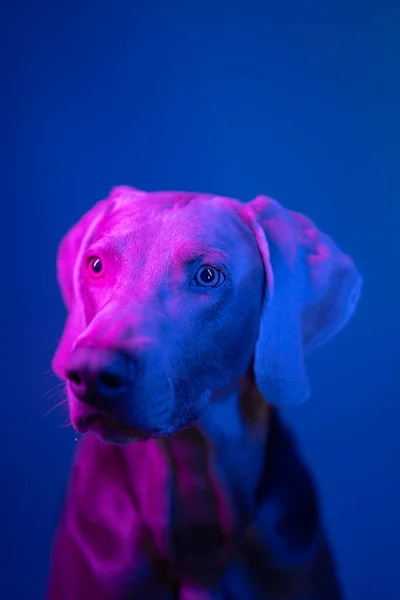 Weimaraner Hund Porträtt Ljuset Färgade Lampor — Stockfoto