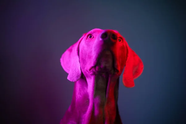 Portret Psa Weimaraner Świetle Kolorowych Lamp — Zdjęcie stockowe