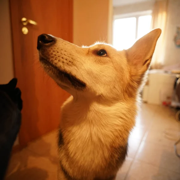 Portrait Chien Berger Maison Regarde Haut — Photo