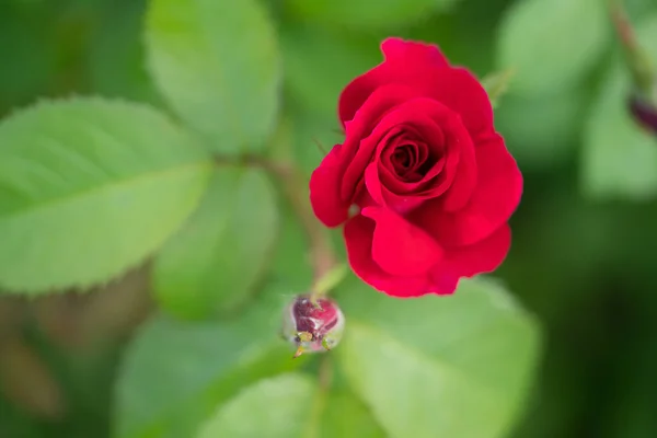 Rosa Vermelha Flores Foto Macro Com Botão Florescendo — Fotografia de Stock