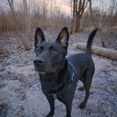 Kara köpek. Yürüyüşe çıkmış bir portre.