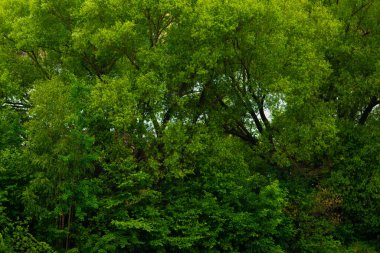 Yeşil ağaçların dokusu, orman duvarı
