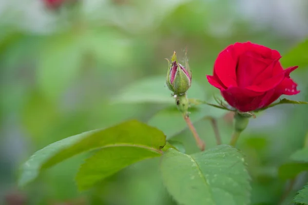 Rose Rouge Fleurs Macro Photo Avec Bourgeon Fleurs — Photo