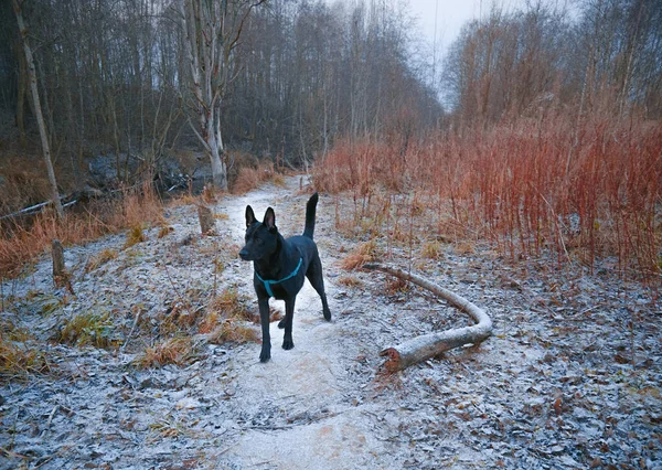 Hond Loopt Aan Lijn Volledig Zwarte Hond Met Eigenaar Voor — Stockfoto