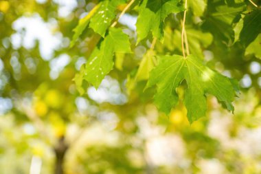 Doğal arka plan güneşi ve sonbahar yaprakları