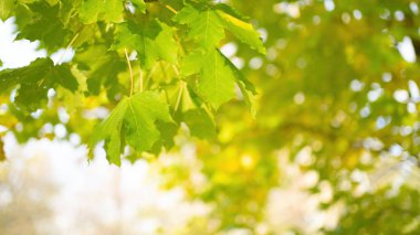 Ağaçlardaki yeşil yapraklar bulanık arkaplan