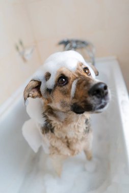Köpek beyaz köpük içinde banyoda oturuyor. Çamurda yürüdükten sonra köpekleri yıka..