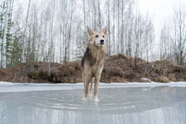 Donmuş gölün buzunda yürüyen çoban köpeği..