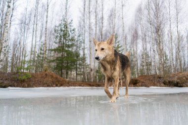 Donmuş gölün buzunda yürüyen çoban köpeği..