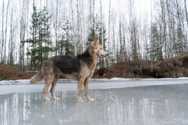 Donmuş gölün buzunda yürüyen çoban köpeği..
