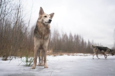 Donmuş gölün buzunda yürüyen çoban köpeği..